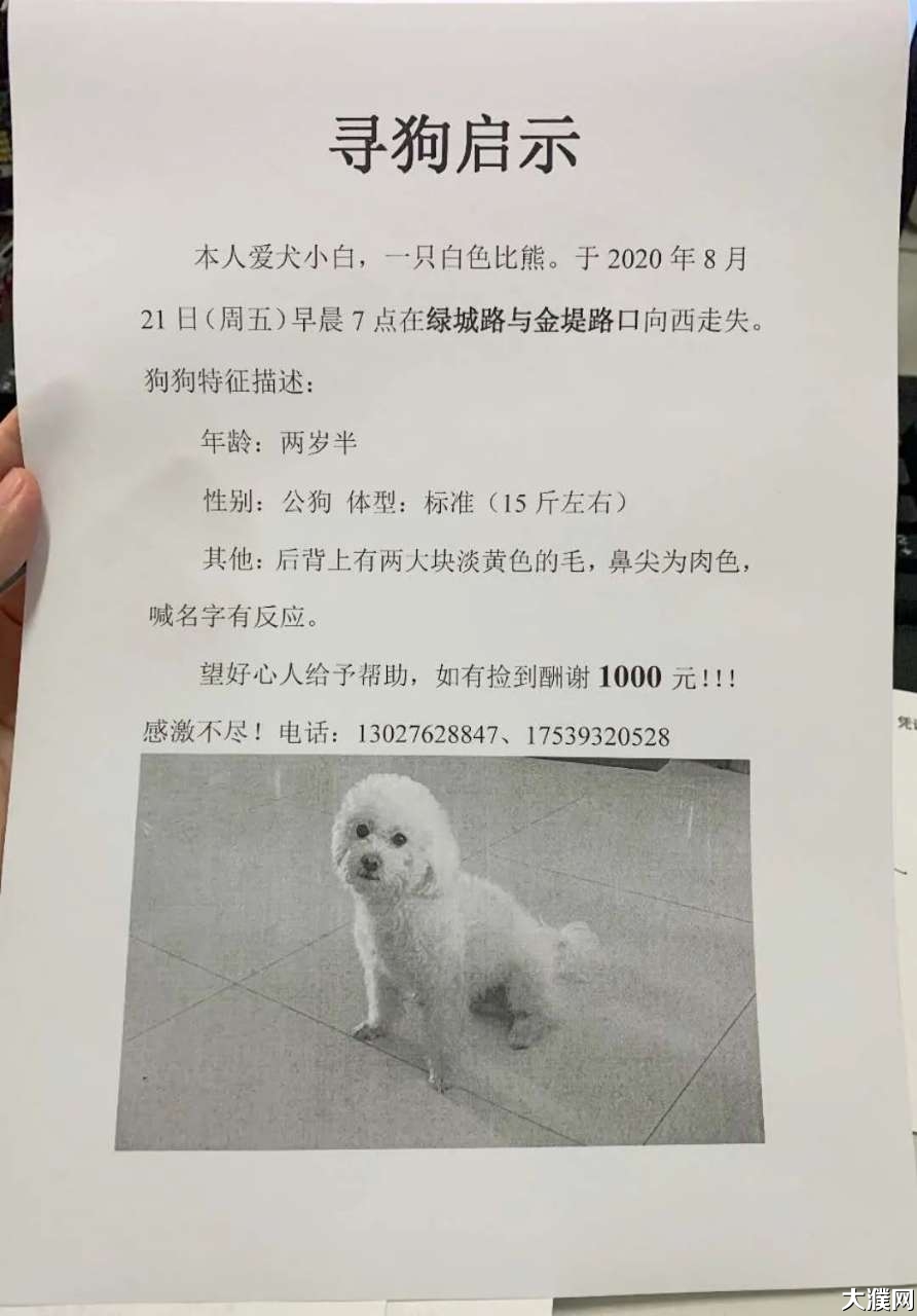 【寻狗启示】急寻爱犬比熊,濮阳失主愿酬谢一千元!