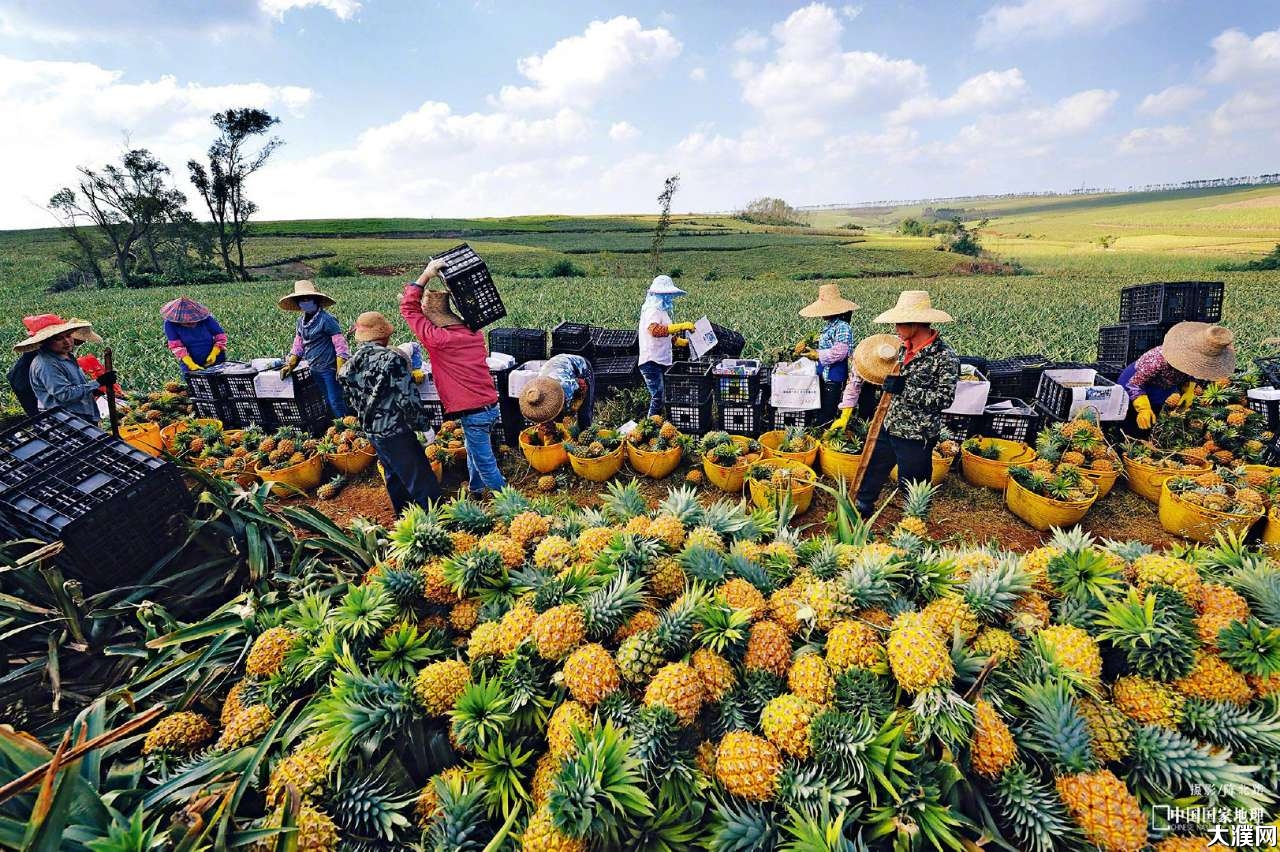 中国最大的菠萝生产基地竟然在广东徐闻县