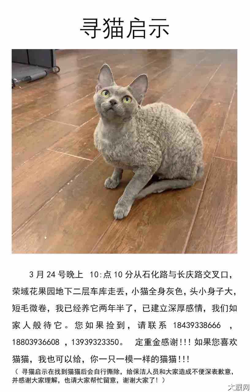 寻猫启示