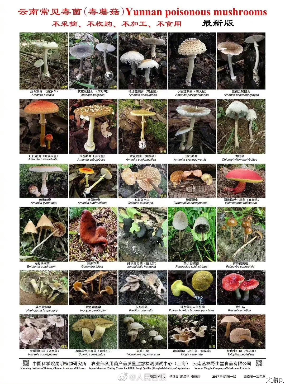 这些是我国各地常见毒蘑菇
